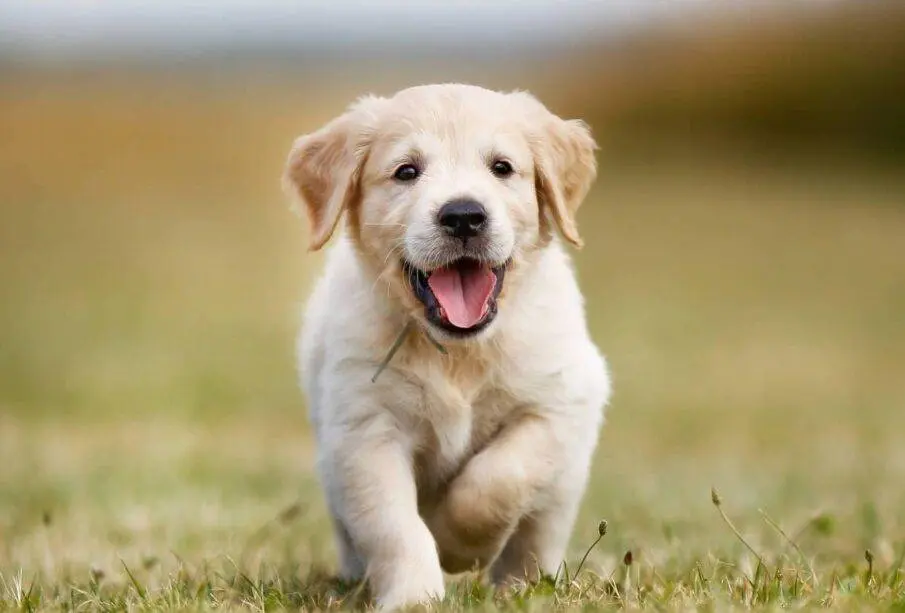 Brasil prohíbe tatuajes y piercings en perros y gatos con penas de hasta 5 años de cárcel