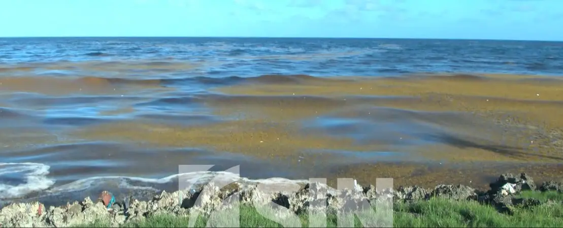 Polvo de Sahara y sargazo amenazan el turismo en República Dominicana