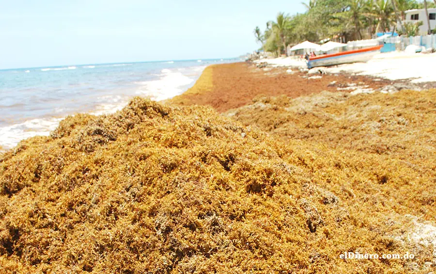 RD pide a la UNESCO reconocer el sargazo como una emergencia regional