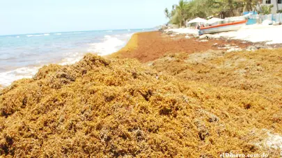 RD pide a la UNESCO reconocer el sargazo como una emergencia regional
