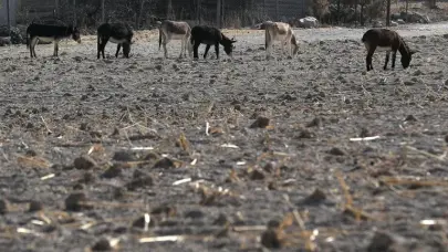 «Ya vamos para 25 meses», la prolongada sequía abrasa el norte de México