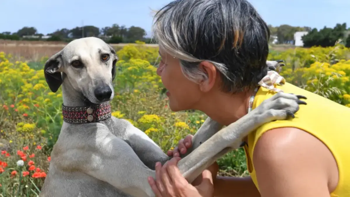 La lucha por salvar al sloughi en Túnez, una raza de perros ancestral que está amenazada