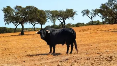 Un toro le quita la vida a una joven estudiante agrícola en Francia