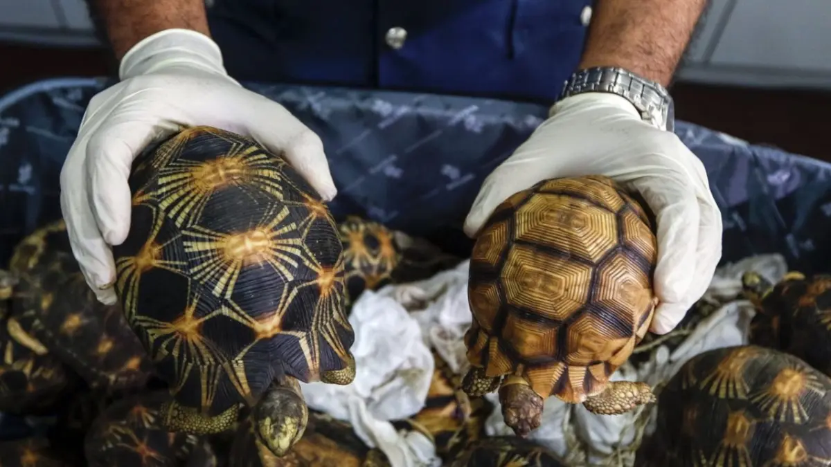 La Aduana china intercepta a una viajera con 30 tortugas vivas escondidas entre su ropa