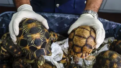 La Aduana china intercepta a una viajera con 30 tortugas vivas escondidas entre su ropa