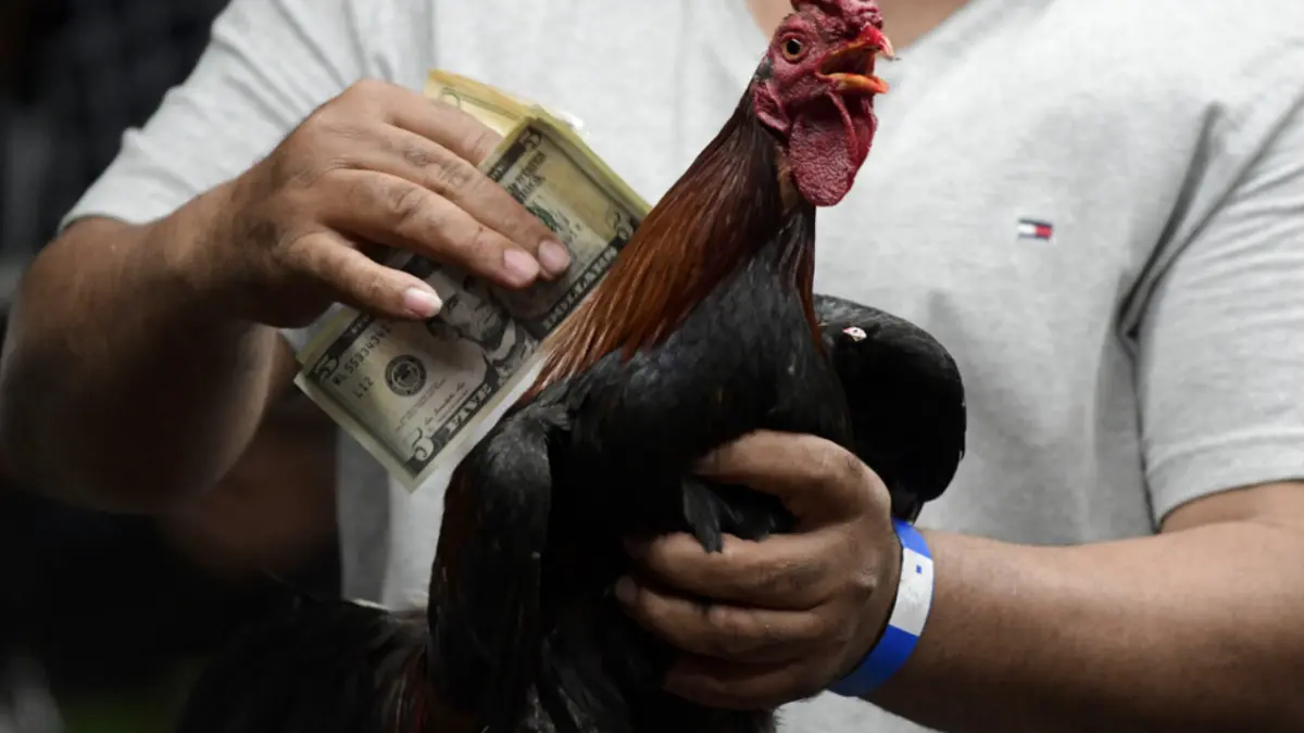 “El gallo nace para pelear”, exclaman miles de mexicanos en defensa de esta tradición