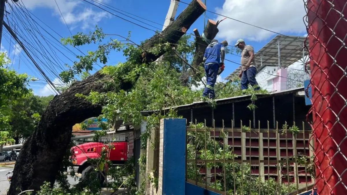 Tras denuncia en Noticias SIN, Alcaldía del DN y bomberos cortan árbol