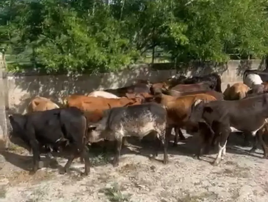 Policía Nacional apresa presunto autor del robo de 55 becerros valorados en cuatro millones de pesos en San José de las Matas