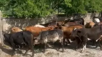 Policía Nacional apresa presunto autor del robo de 55 becerros valorados en cuatro millones de pesos en San José de las Matas