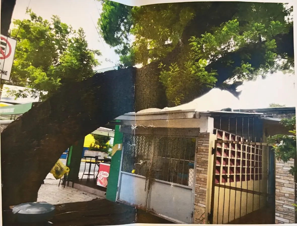 Familia denuncia inacción del ayuntamiento ante árbol que podría colapsar sobre su casa en el Distrito Nacional