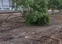 Preocupación por tala masiva de árboles en el Centro Olímpico