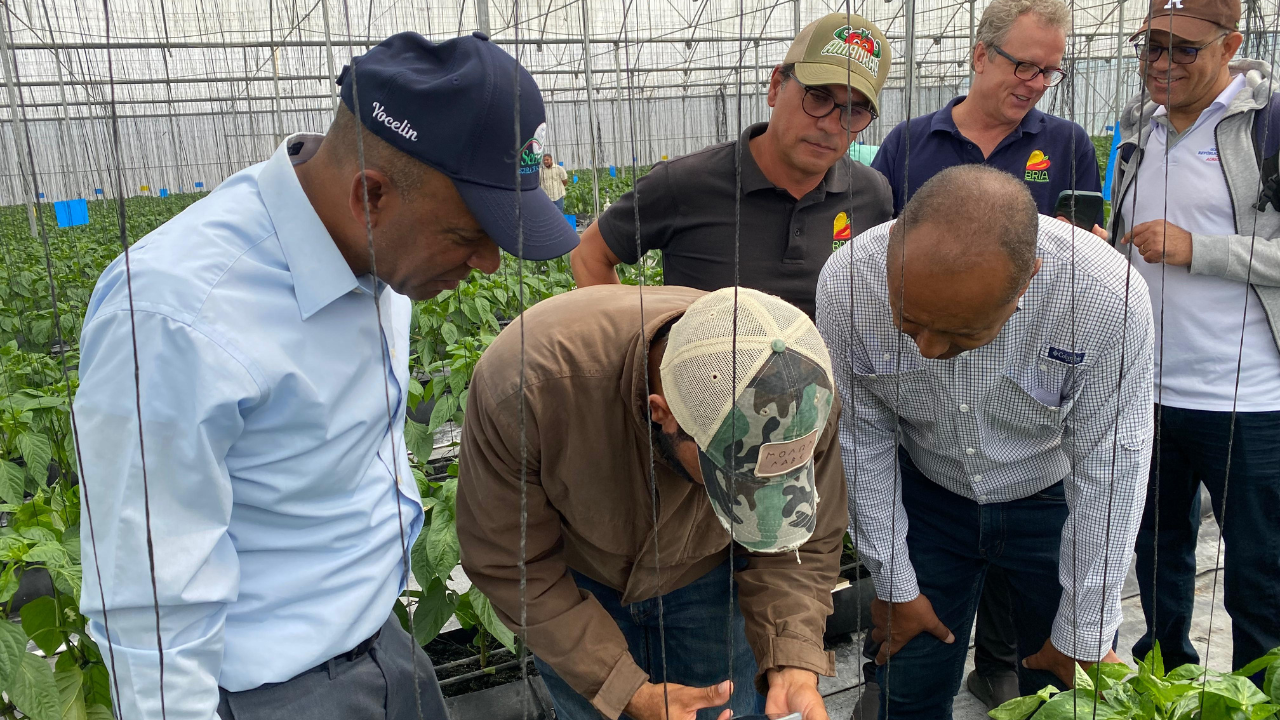 Grupo de personas inspecciona cultivo en invernadero.