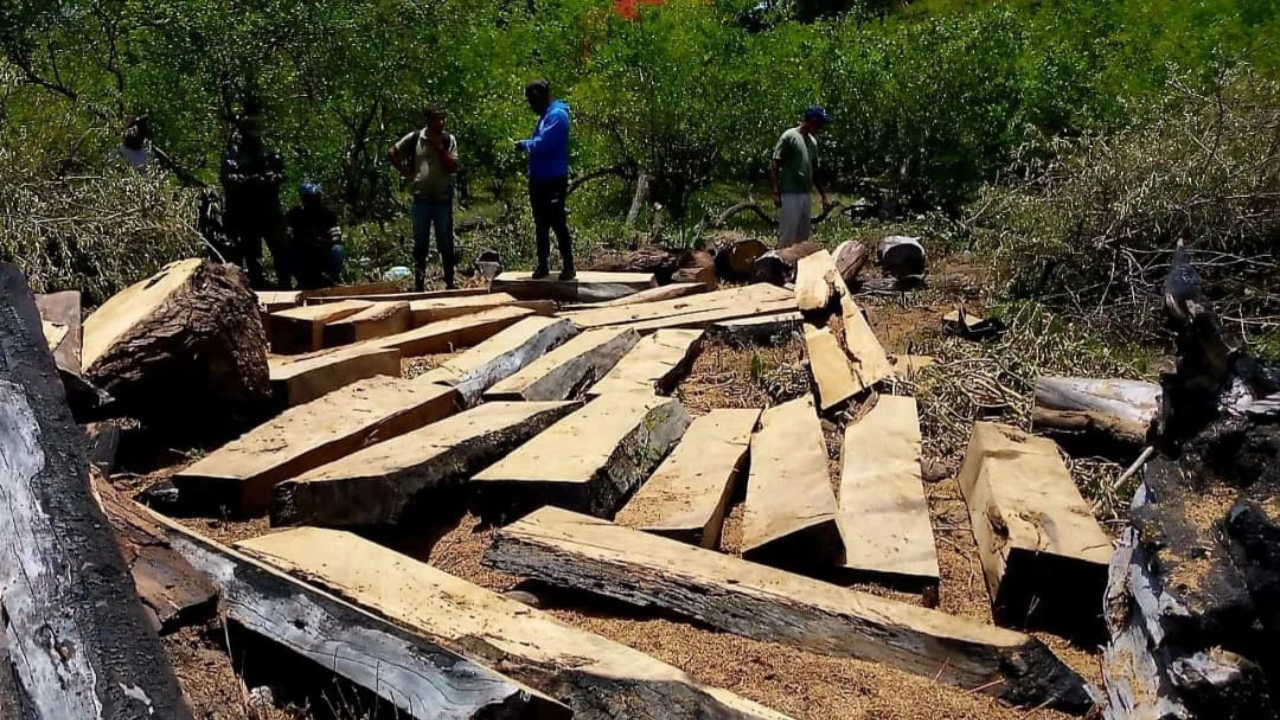 Trozos de madera cortados en bosque