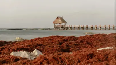 ASONAHORES denuncia exclusión del sargazo en nueva ley de residuos sólidos