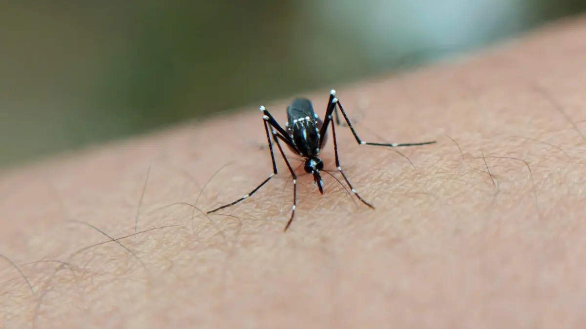 Un brote de chikungunya en el sureste de China deja ya más de 2.500 casos