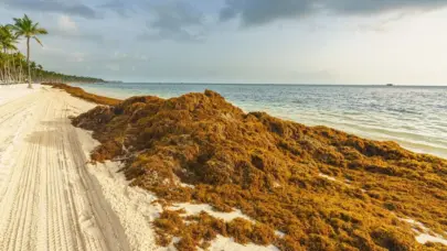 Comerciantes advierten pérdidas por llegada de sargazo a playas dominicanas