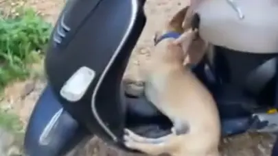 Residentes denuncian envenenamiento masivo de perros en Las Terrenas
