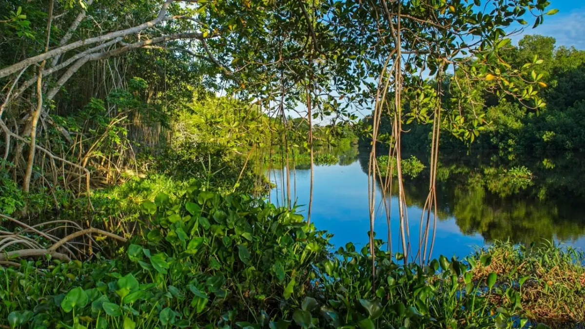 Día Internacional de Conservación del Ecosistema de Manglares