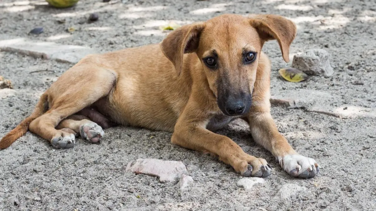 Día Internacional del Perro Callejero