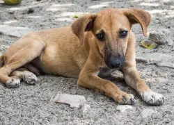 Día Internacional del Perro Callejero
