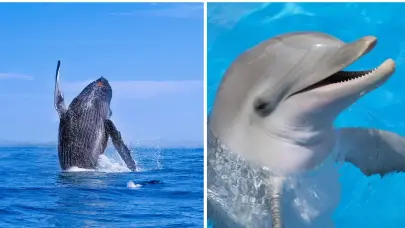 D&iacute;a Mundial de las Ballenas y los Delfines