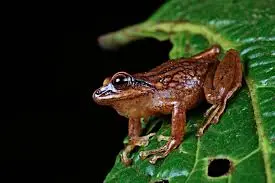 Descubren tres nuevas especies de rana en Perú