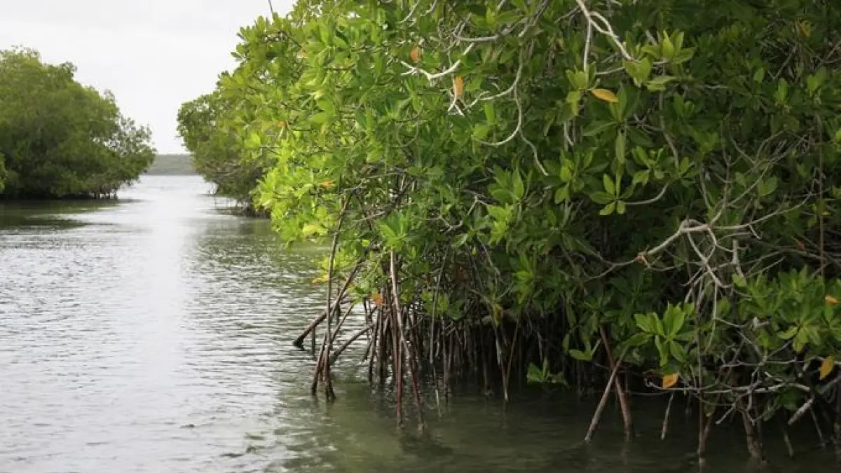 Piden más protección de ecosistemas marinos