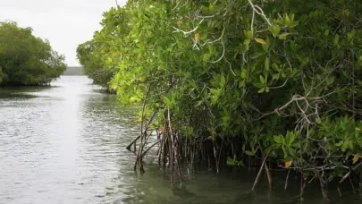 Piden m&aacute;s protecci&oacute;n de ecosistemas marinos