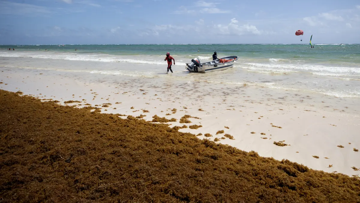 República Dominicana activa operativo ambiental ante la presencia masiva de sargazo