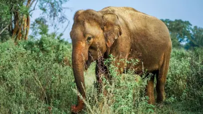 Expertos condenan envío de elefantes de India a Japón