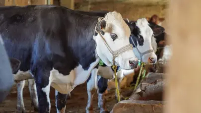Turqu&iacute;a cierra todos los mercados de ganado debido a un brote de fiebre aftosa