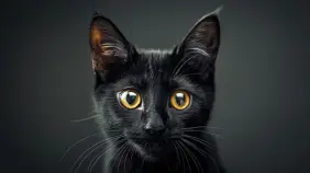 ¿Por qué algunos gatos tienen las pupilas dilatadas todo el tiempo?