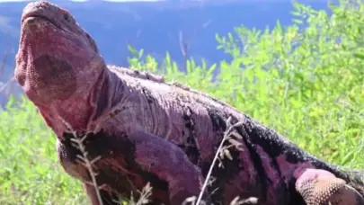 Hallan en Galápagos a dos crías de iguana rosada, especie en peligro crítico de extinción