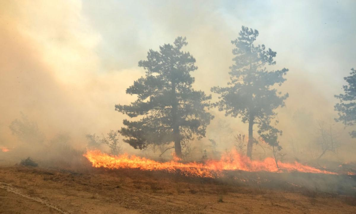 Incendio forestal con árboles y humo denso.