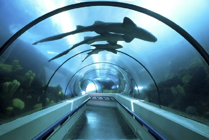 ¡Lunes de mantenimiento! Así se limpian las instalaciones del Acuario Nacional