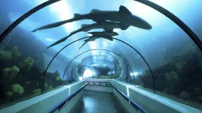 ¡Lunes de mantenimiento! Así se limpian las instalaciones del Acuario Nacional