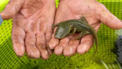 Indígenas y científicos se unen en México para salvar a un anfibio considerado un elixir