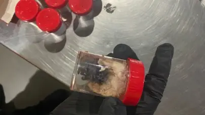 La aduana alemana descubre 1,500 ara&ntilde;as en envases de galletas