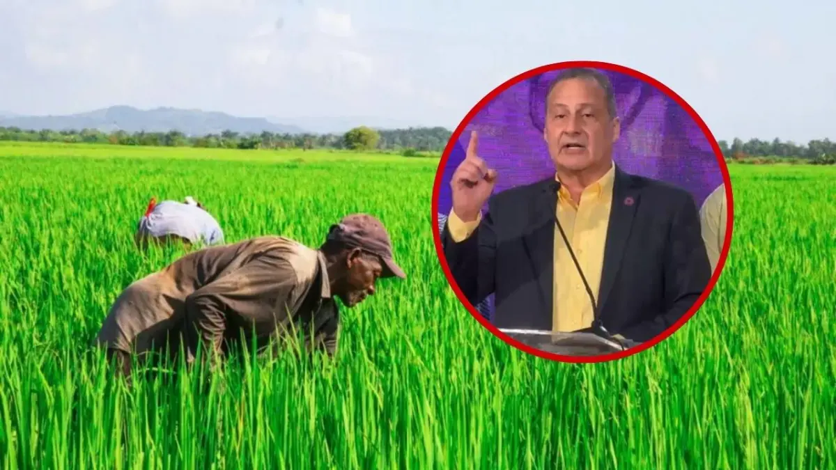 El PLD presenta medidas urgentes para salvaguardar la producción arrocera