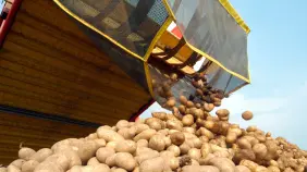 RD rompe récord histórico con producción de papa en 2024; cosecha alcanzó los 800,000 quintales