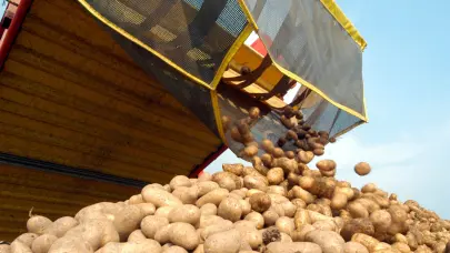 RD rompe r&eacute;cord hist&oacute;rico con producci&oacute;n de papa en 2024; cosecha alcanz&oacute; los 800,000 quintales