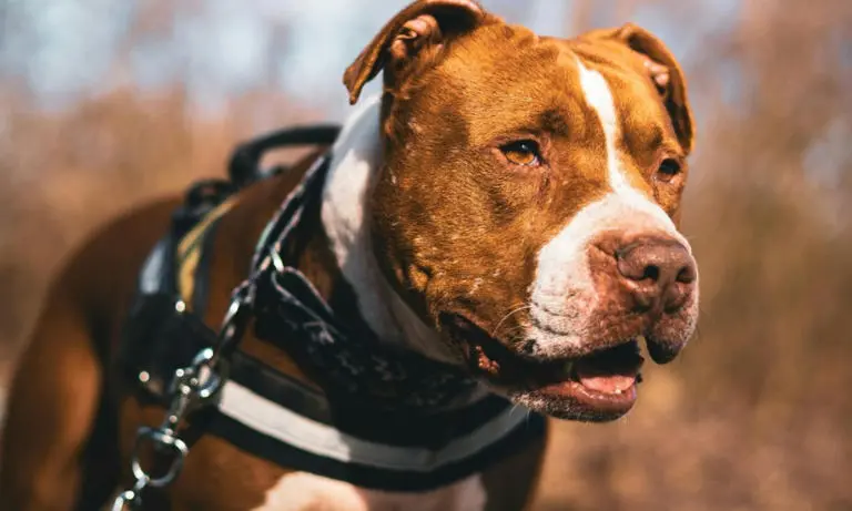 Pareja adopta pitbull de un refugio y el perro mata a su hija un día antes de su cumpleaños