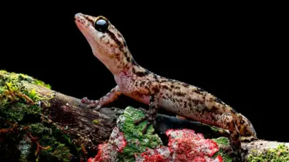 Redescubren en Galápagos una salamanquesa tras restauración ecológica de isla Rábida