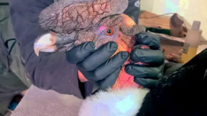 Rescatan en Ecuador a cóndor andino en estado crítico por posible envenenamiento