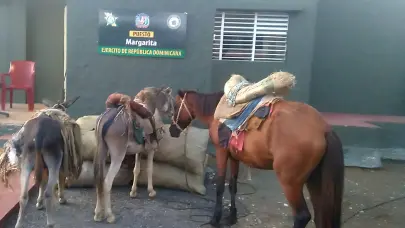 Decomisan sacos de carb&oacute;n transportados por animales en El&iacute;as Pi&ntilde;a