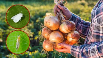 Agricultura impone veda de cultivos hospederos de mosca blanca y trips en Azua