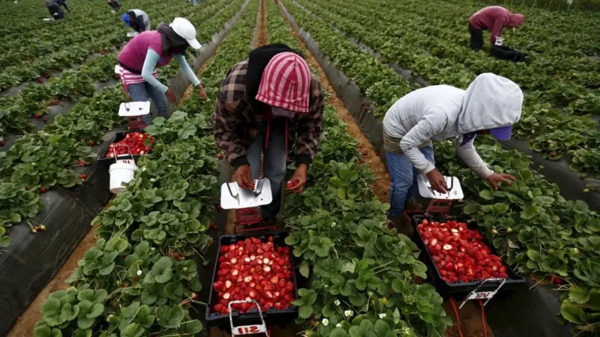 Trump dice que decidirá sobre la exención de deportar a obreros y agricultores migrantes