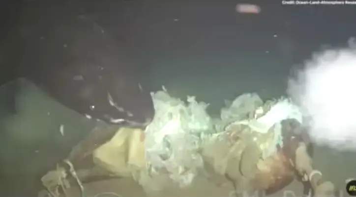 Científicos lanzaron una vaca a las profundidades del mar de China; querían simular el hundimiento de una ballena