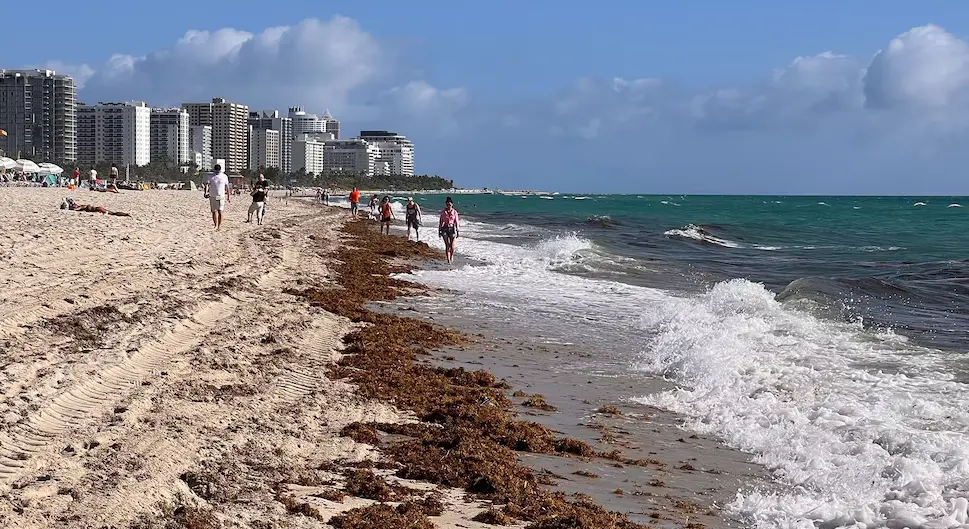 Algas malolientes invaden playas del sur de Florida en medio de una intensa ola de calor